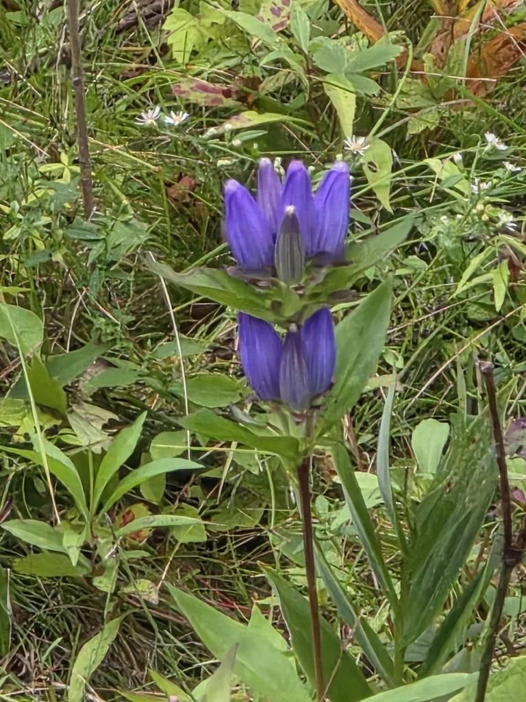 Gentiana Andrewsii