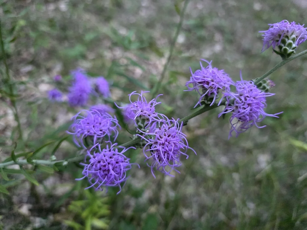 Liatris Aspera