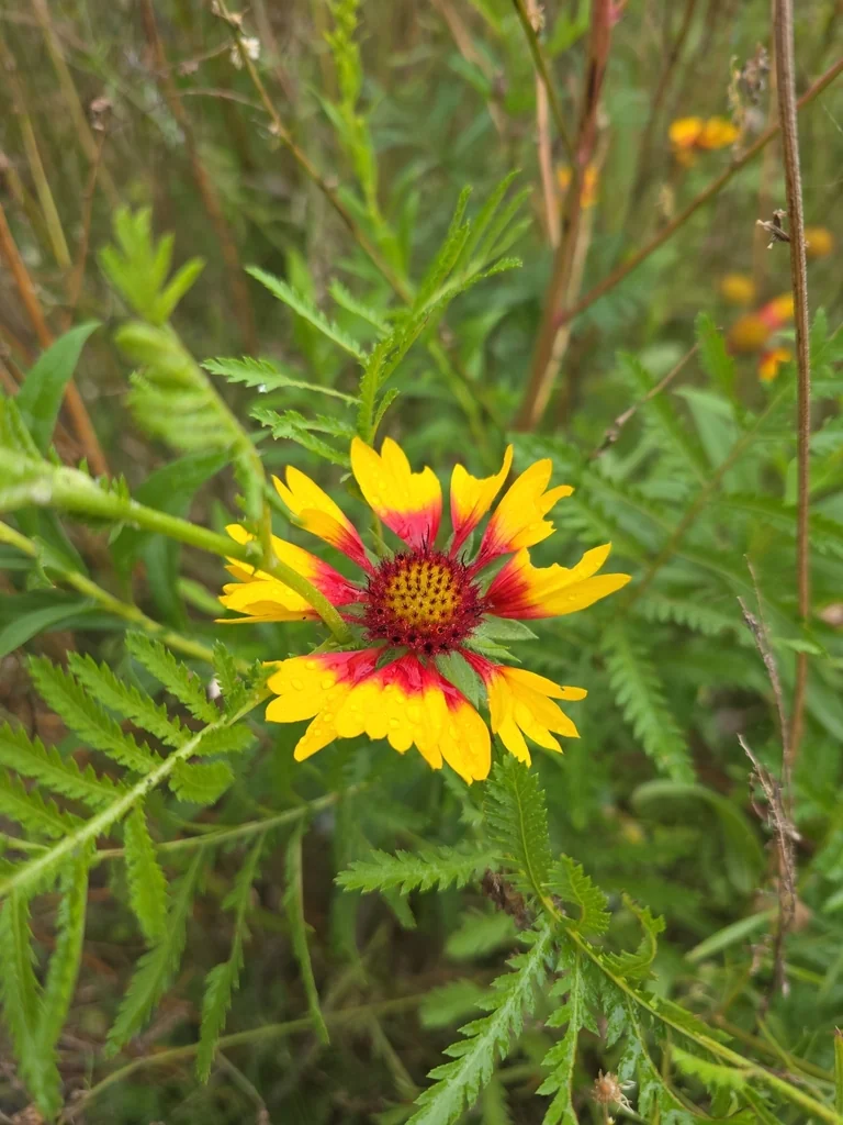Gaillardia Pulchella