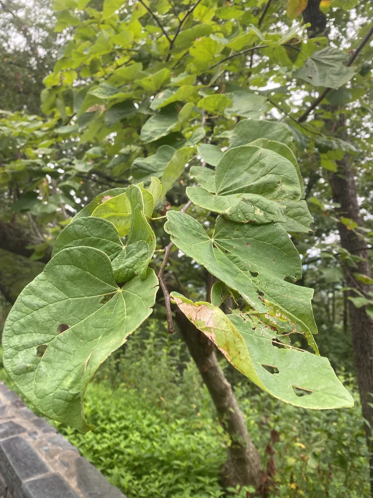Cercis Canadensis