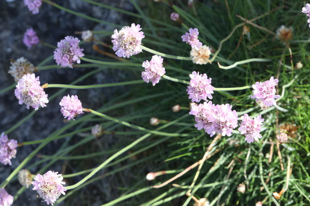 Armeria Maritima