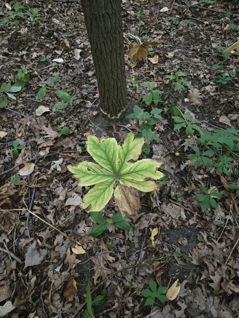 Podophyllum Peltatum