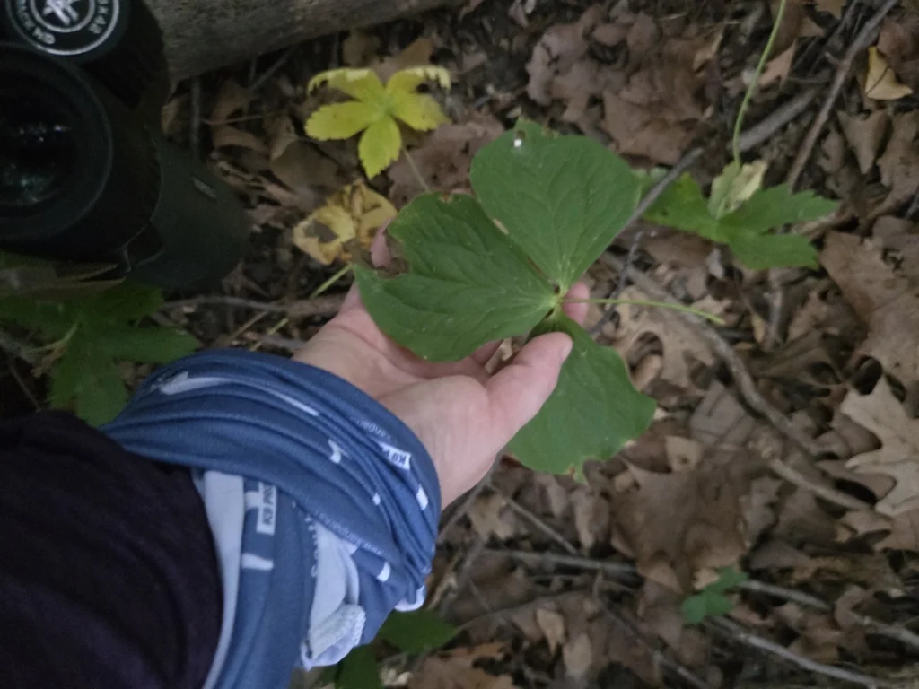 Trillium Grandiflorum