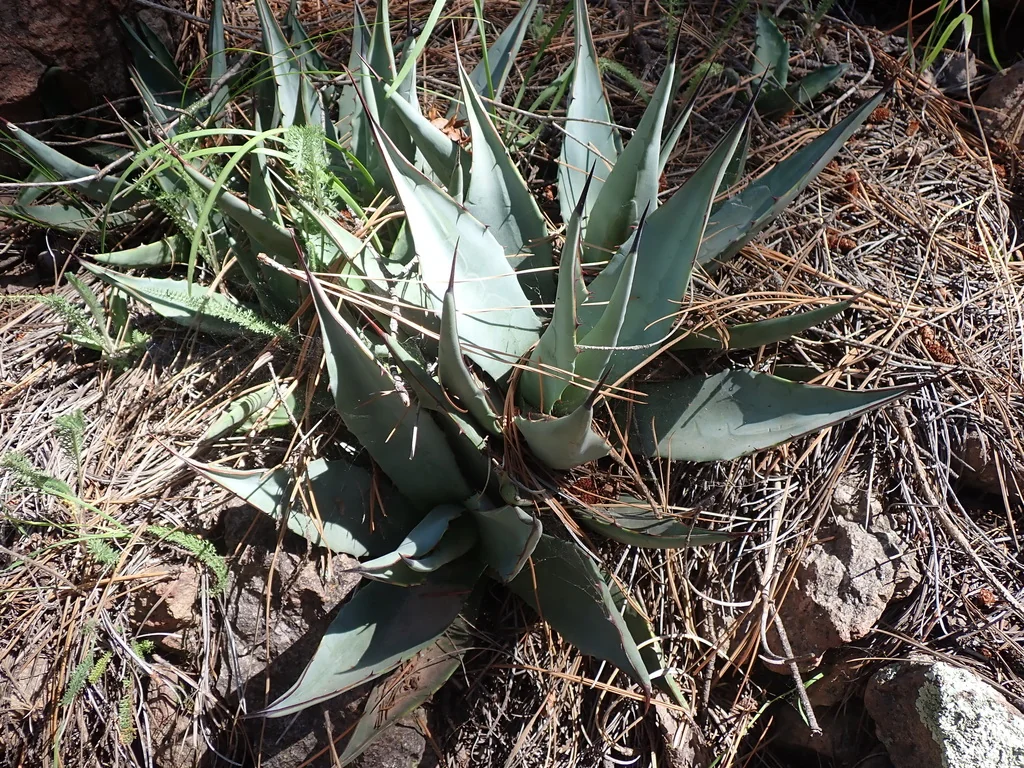 Agave Parryi