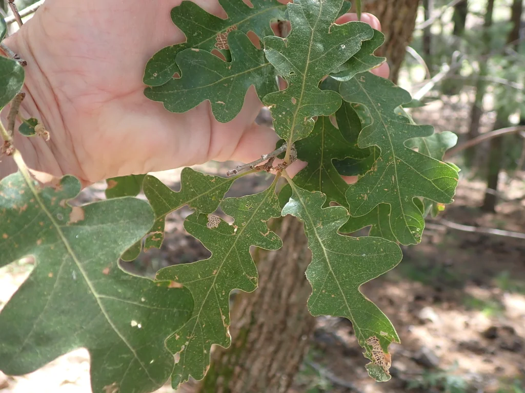 Quercus Gambelii