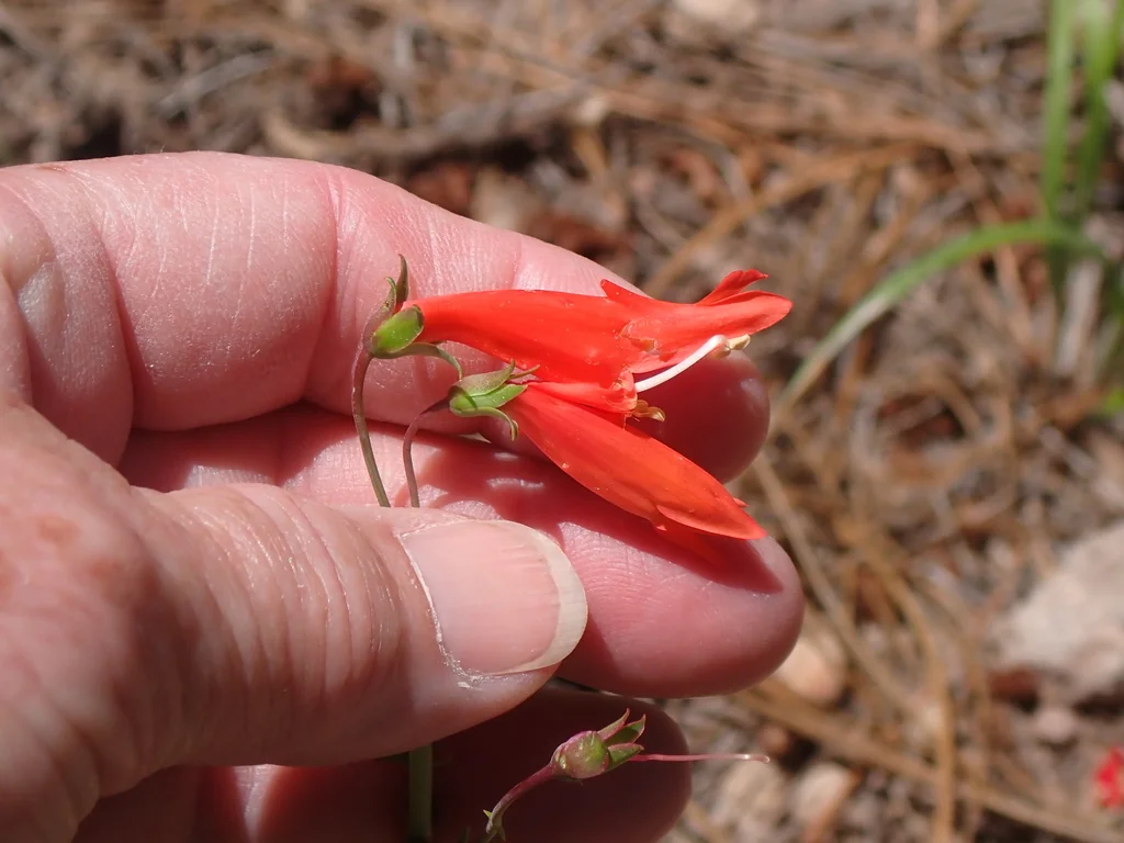 Penstemon barbatus