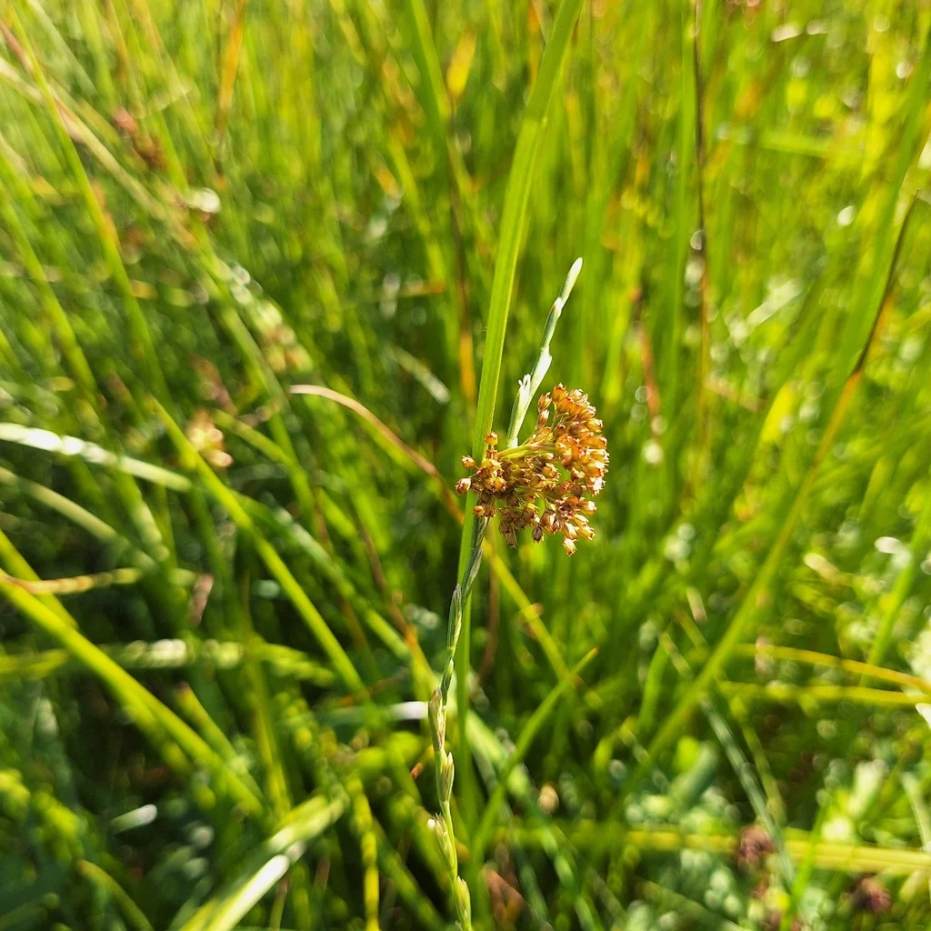 Juncus effusus