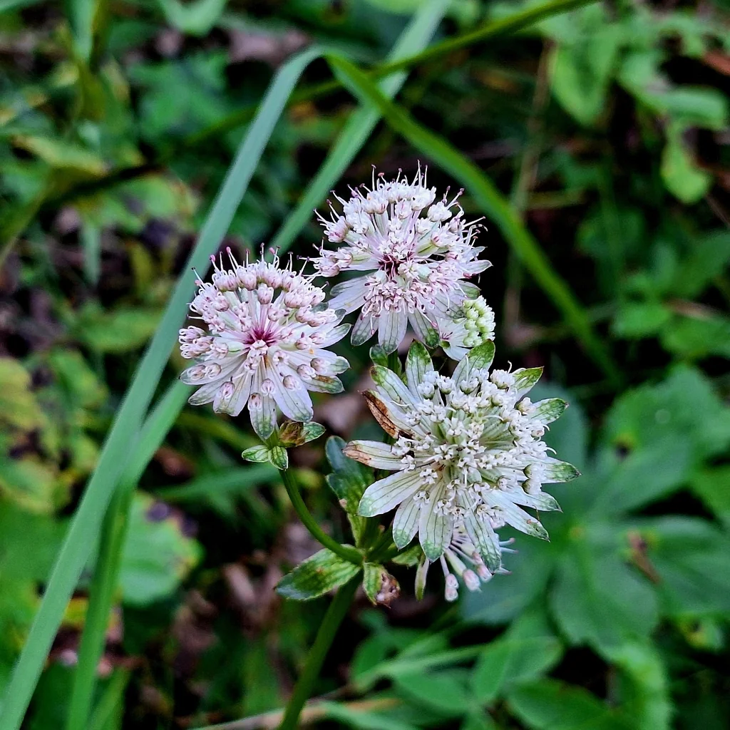 Astrantia Major