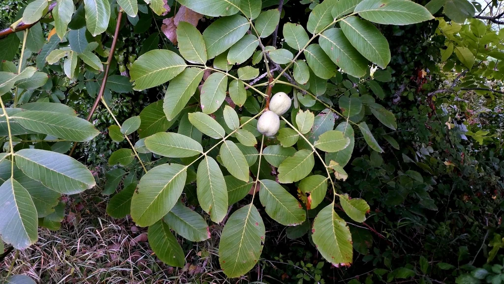 Juglans Regia