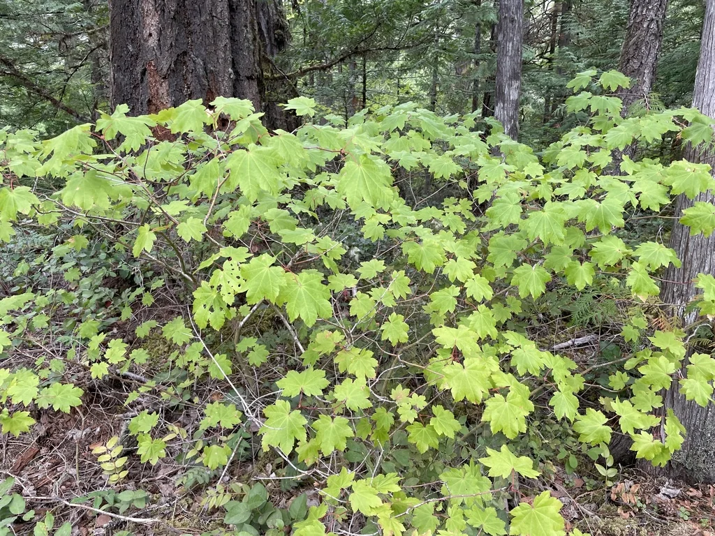 Acer Circinatum