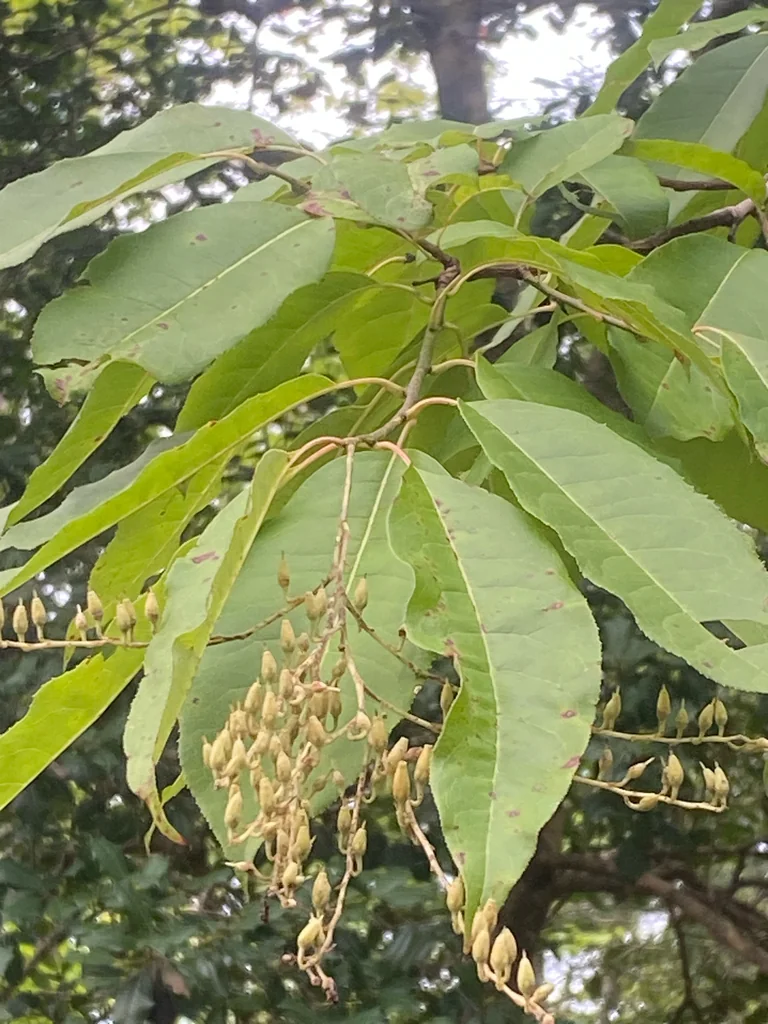 Oxydendrum Arboreum