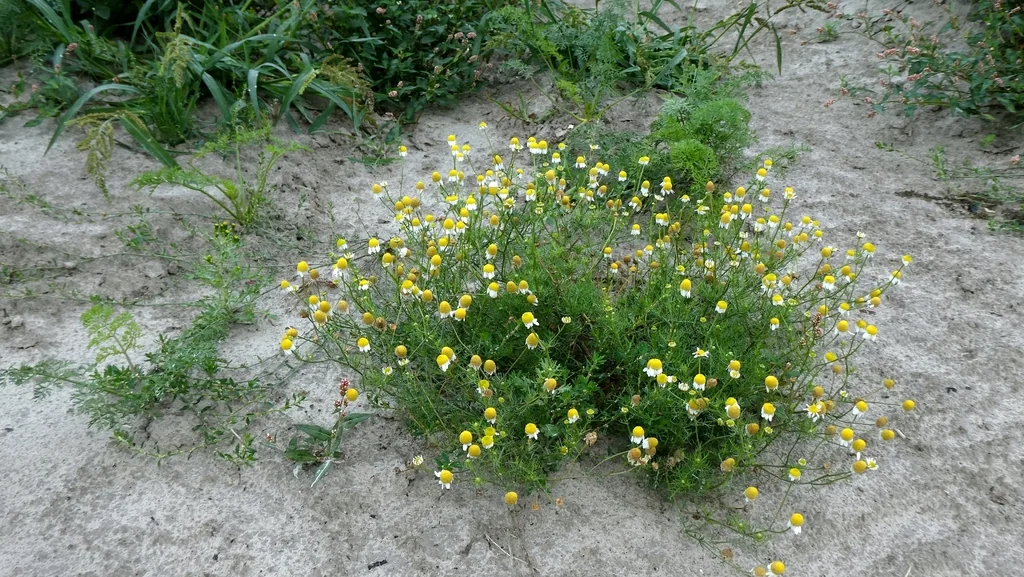 Matricaria Recutita
