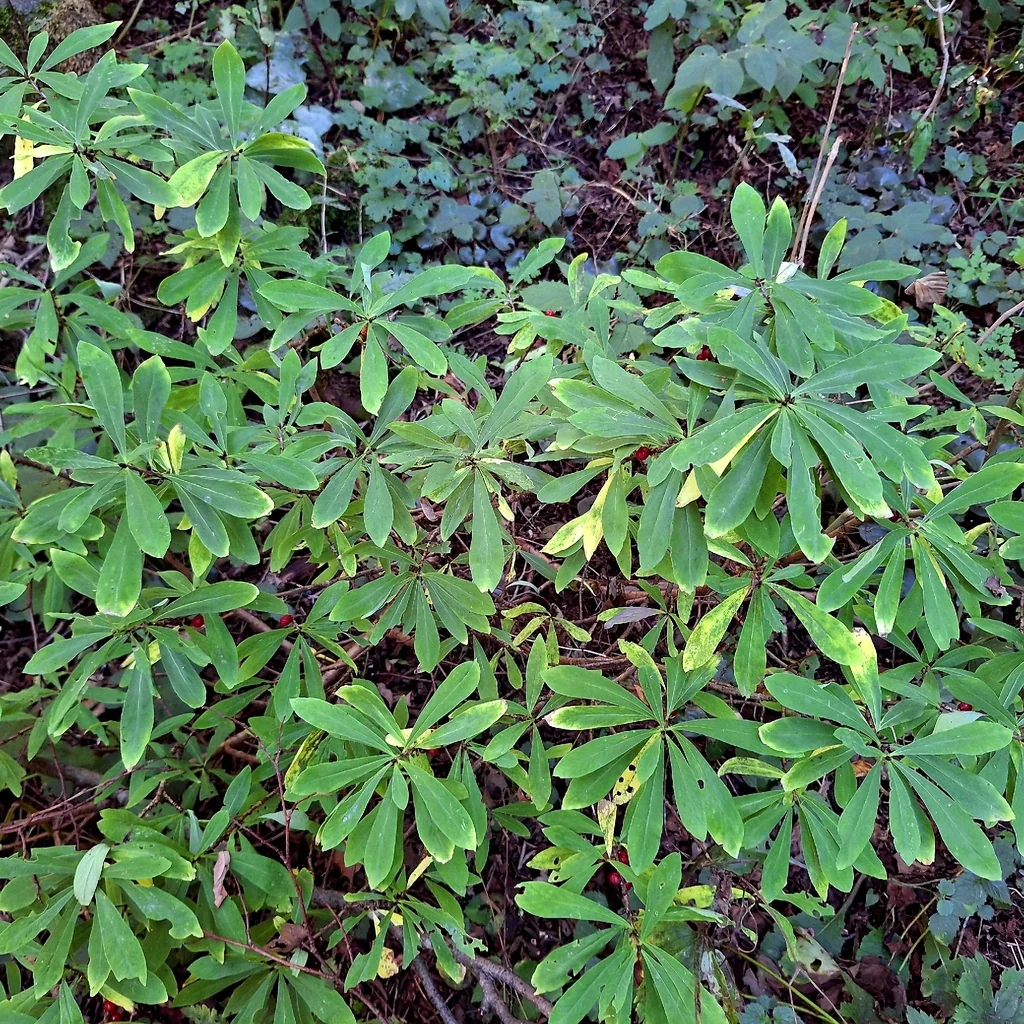 Daphne Mezereum