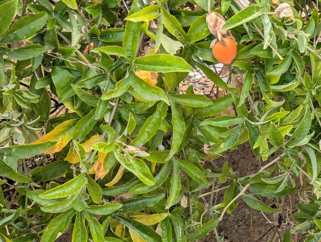 Passiflora Caerulea