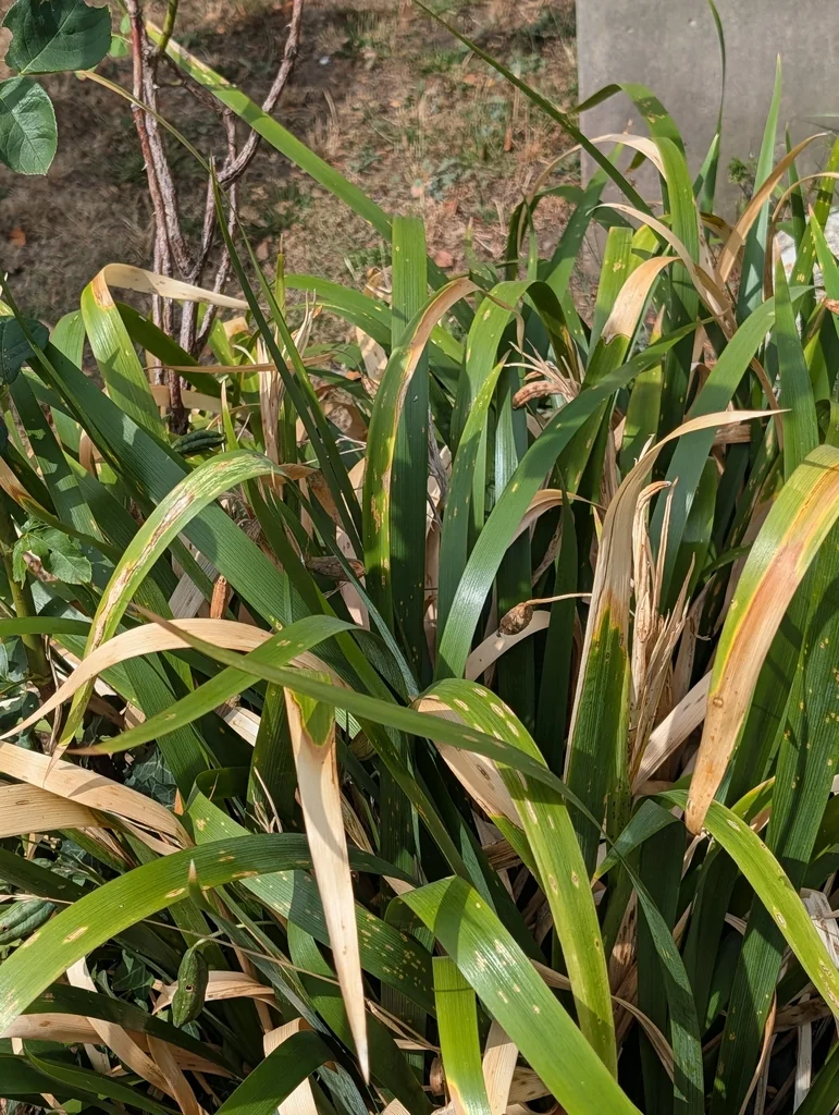 Iris Foetidissima