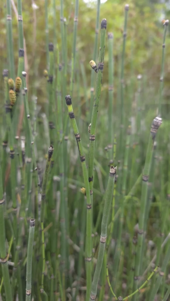 Equisetum Hyemale