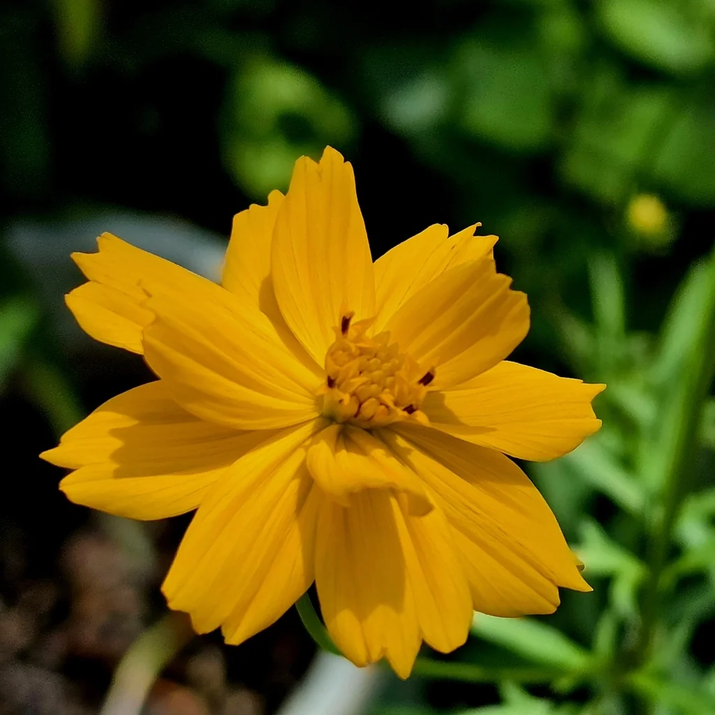 Cosmos Sulphureus