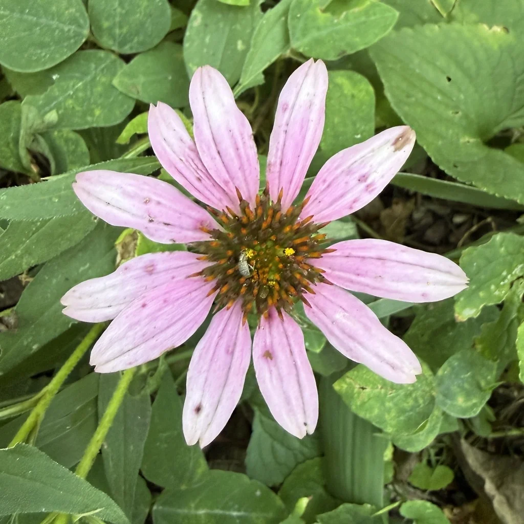 Echinacea Purpurea