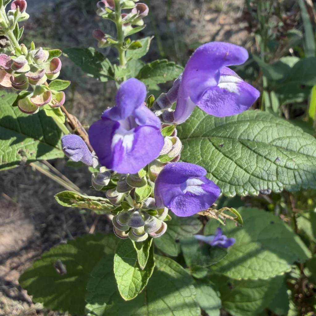 Scutellaria Incana