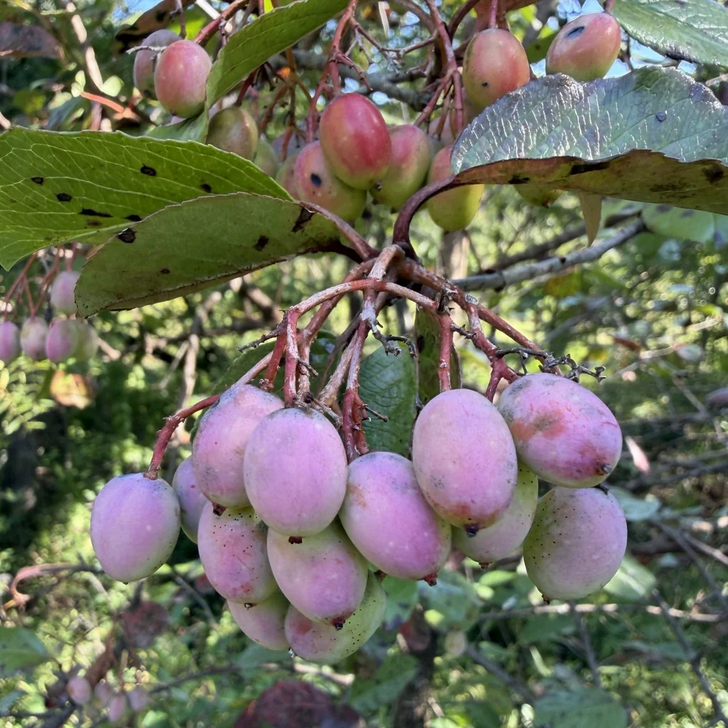 Viburnum rufidulum