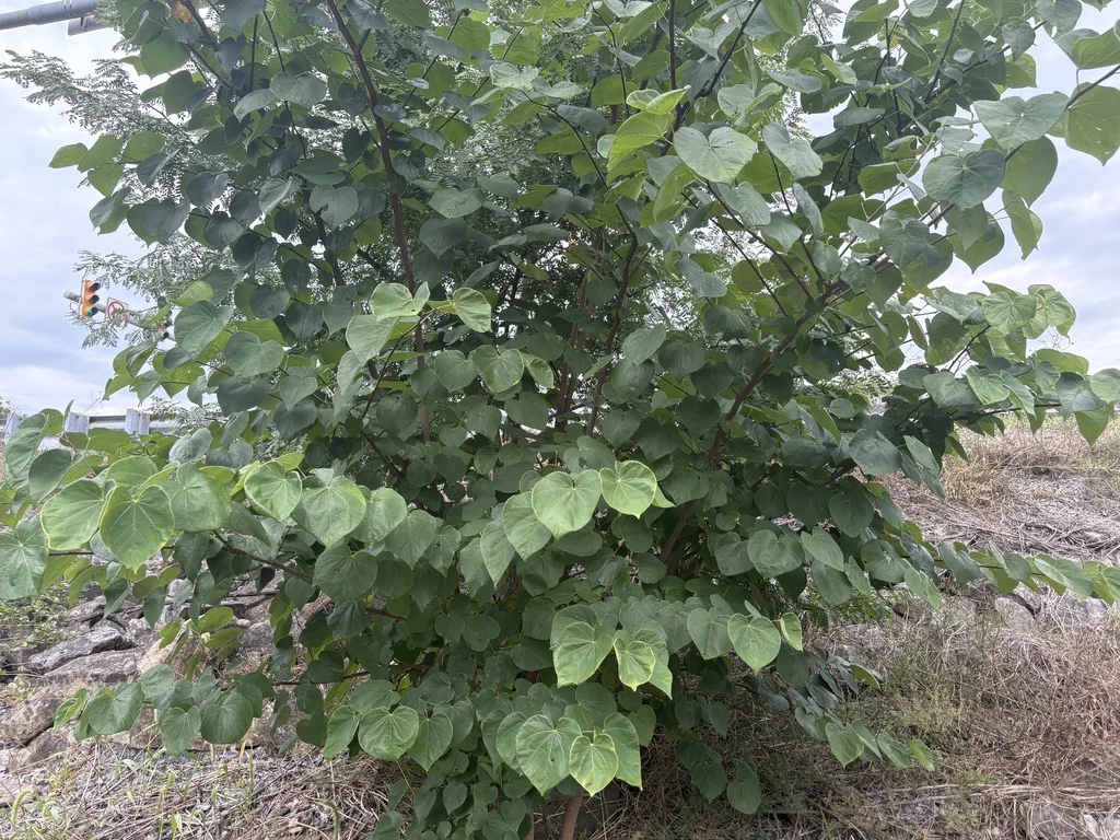 Cercis Canadensis