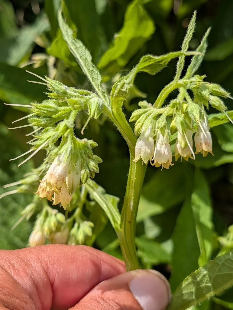 Symphytum Officinale
