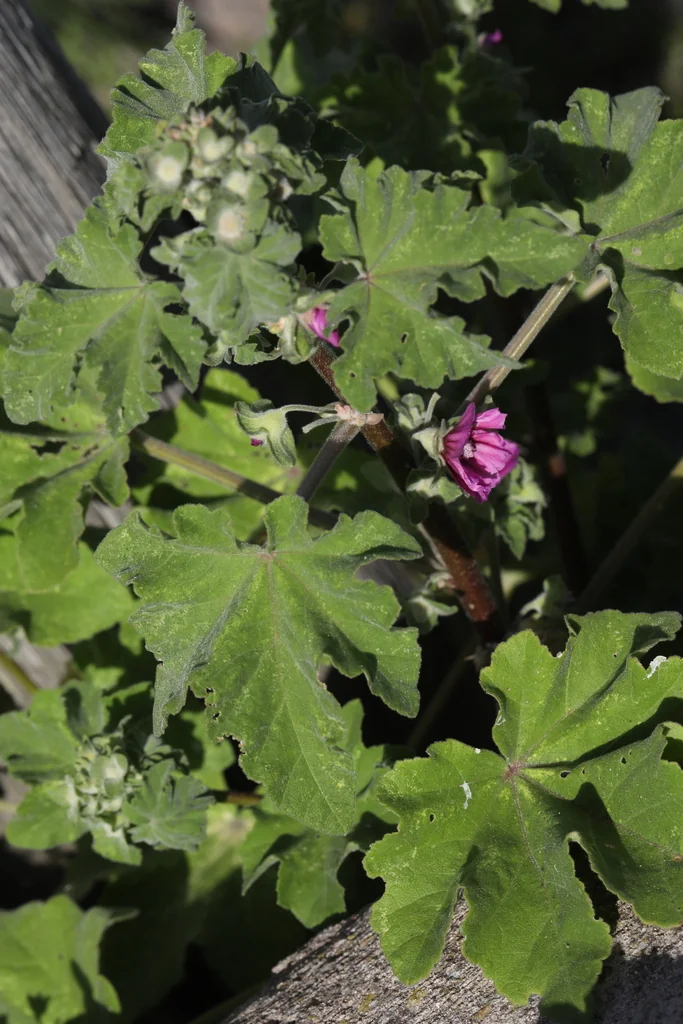 Lavatera Arborea