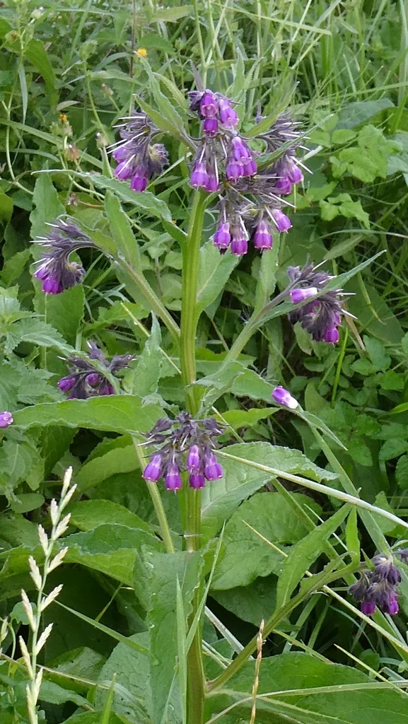 Symphytum Officinale