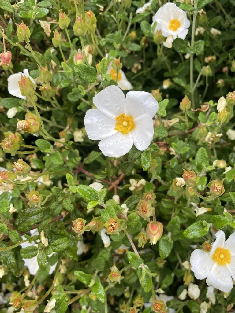 Cistus Salviifolius