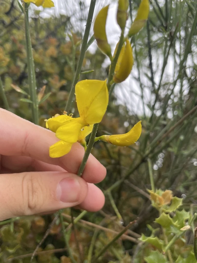 Spartium Junceum