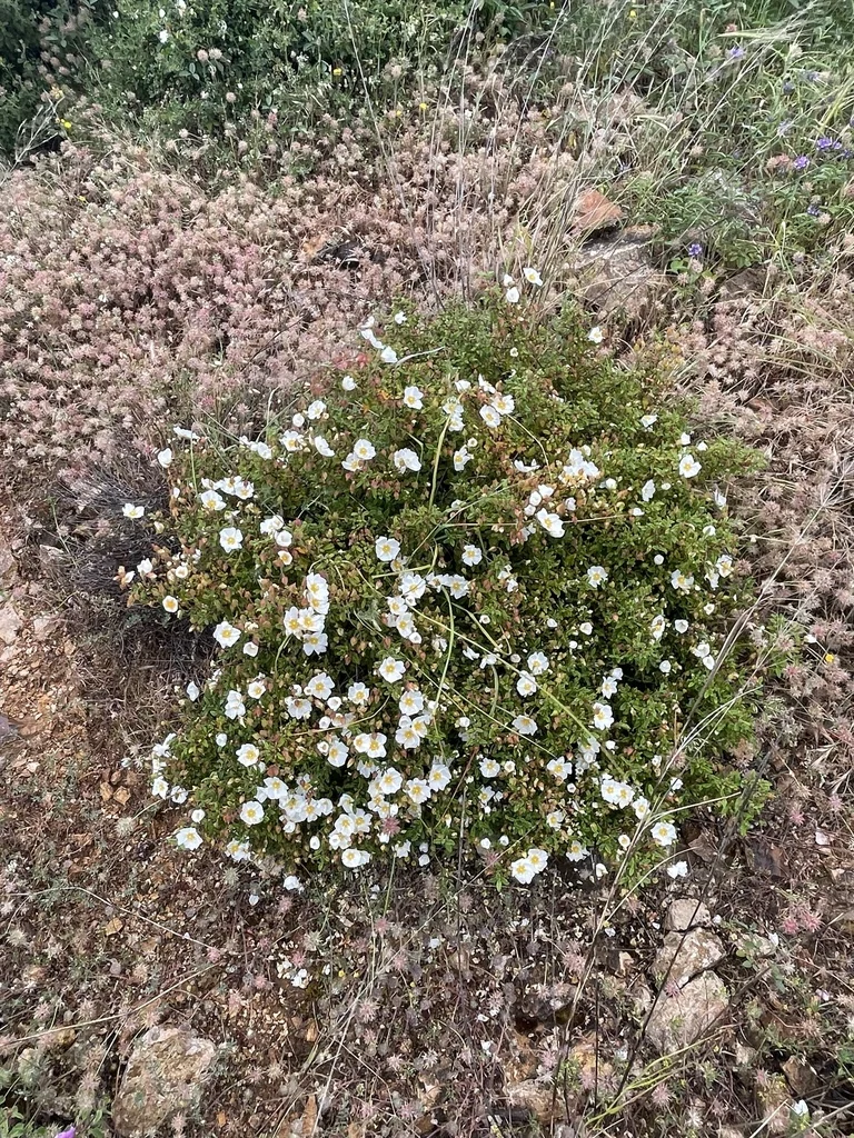 Cistus Salviifolius