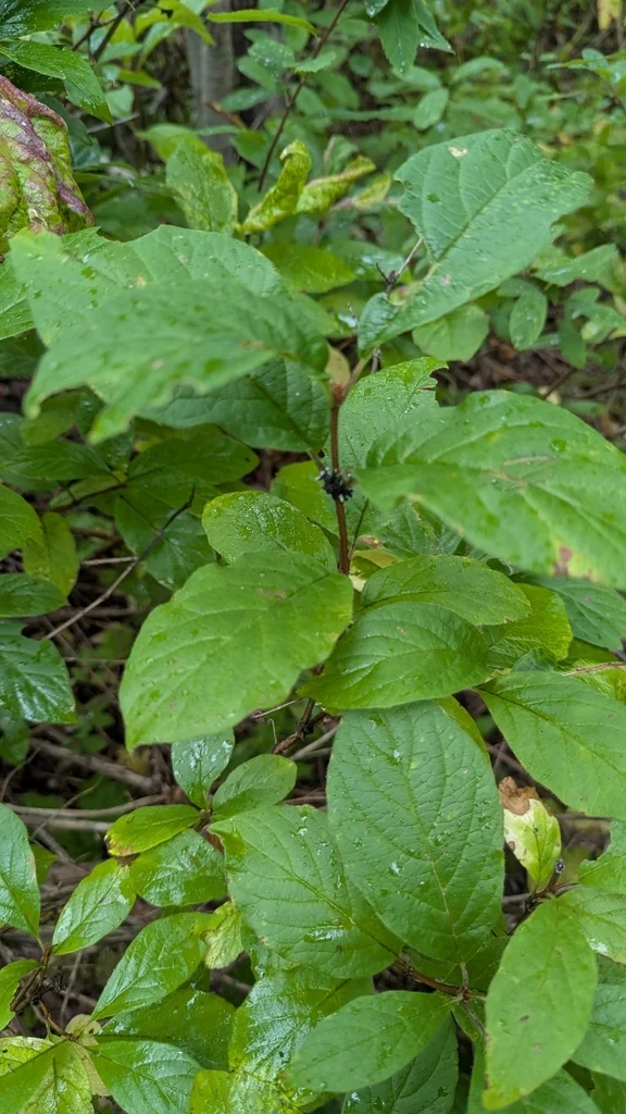 Lonicera Involucrata