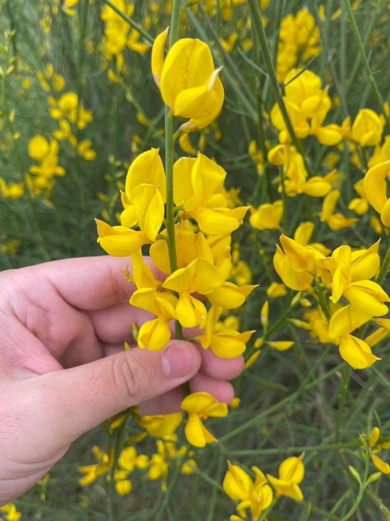 Spartium Junceum