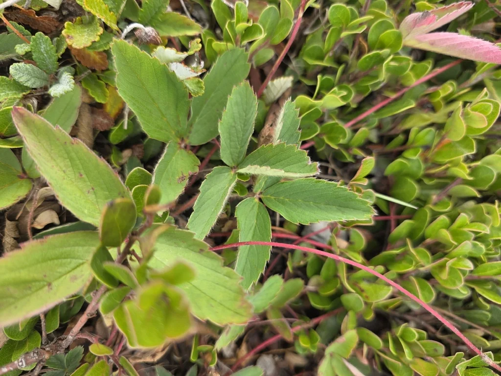 Fragaria Virginiana