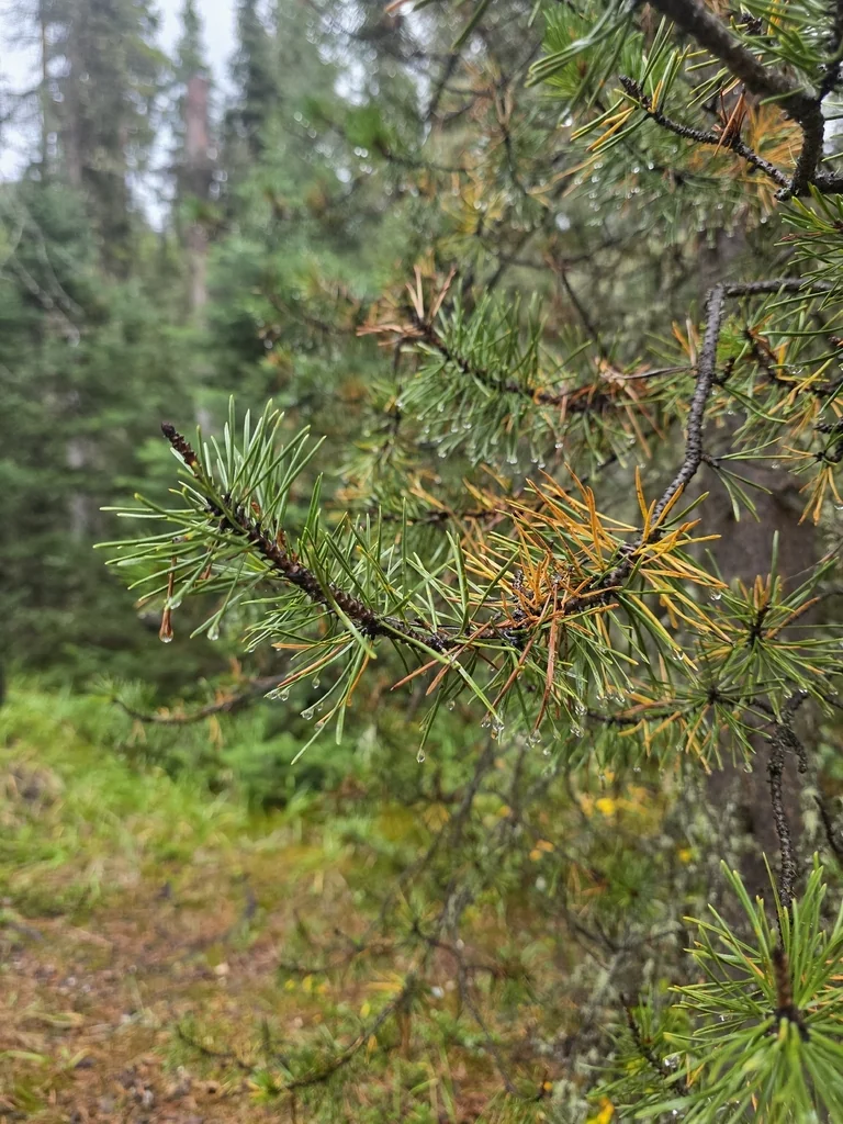 Pinus Contorta