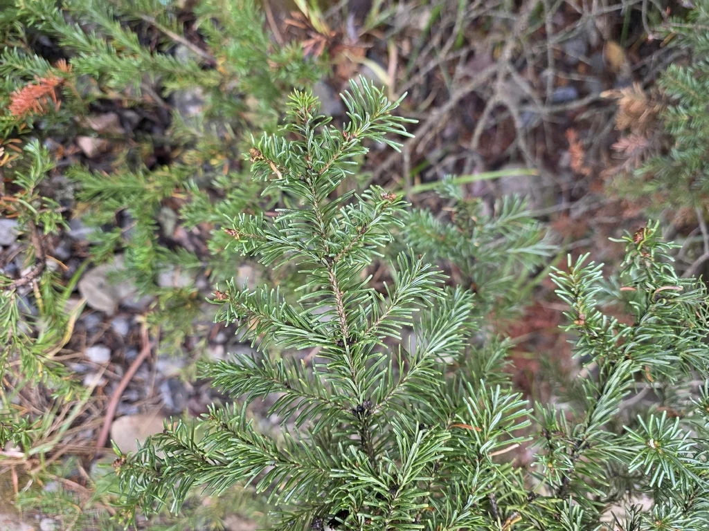 Abies Lasiocarpa