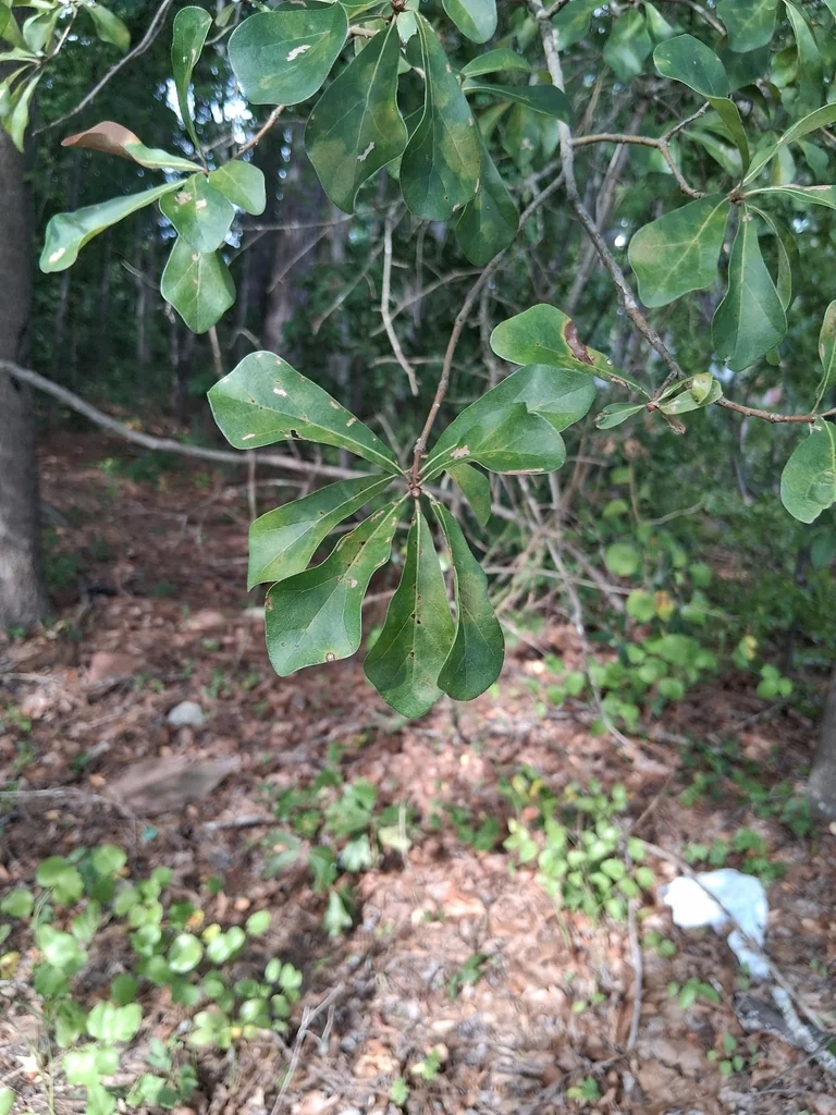Quercus Phellos
