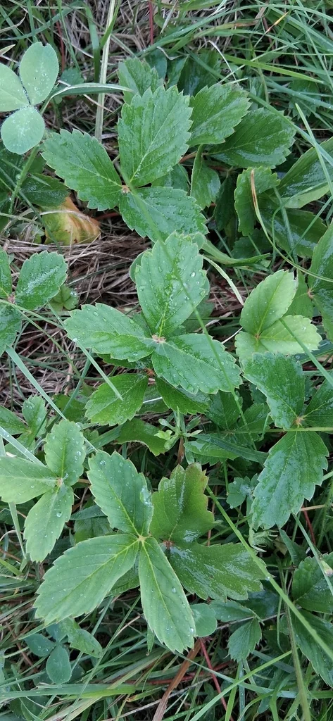Fragaria Virginiana