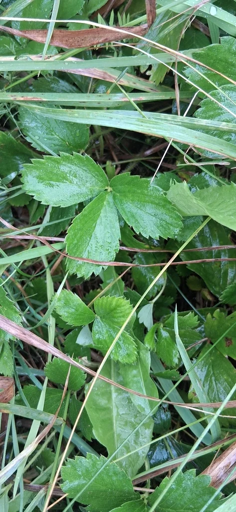 Fragaria Virginiana