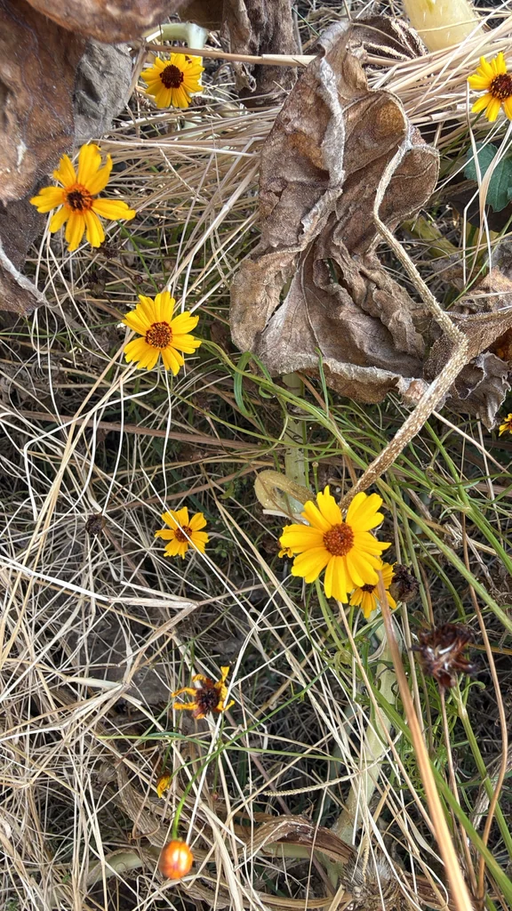 Coreopsis Tinctoria