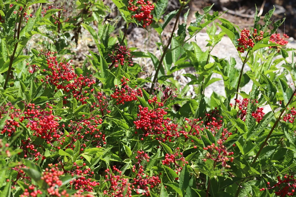 Sambucus Racemosa