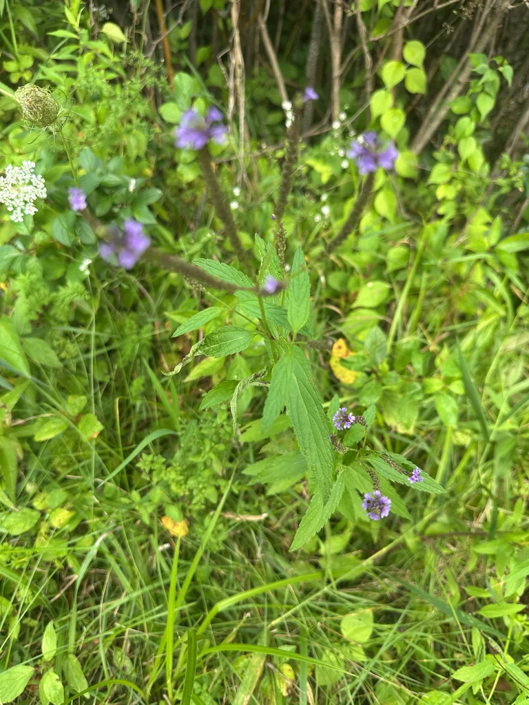 Verbena Hastata