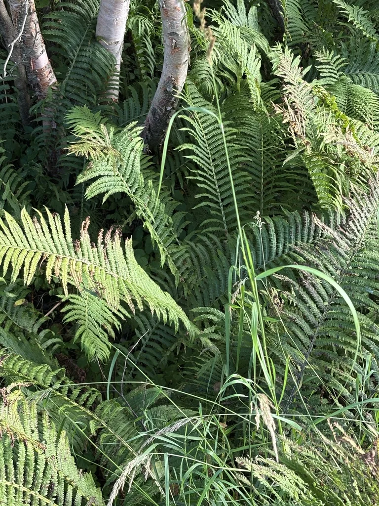 Matteuccia Struthiopteris