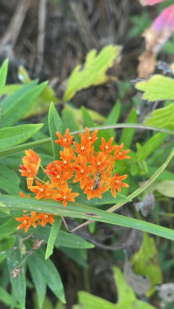 Asclepias Tuberosa