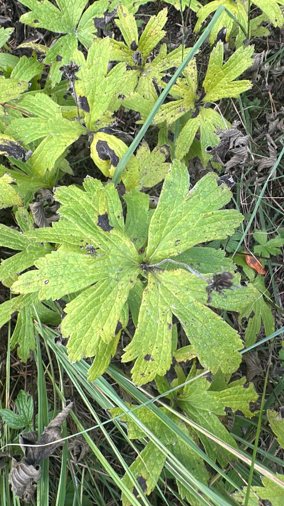 Anemone Canadensis