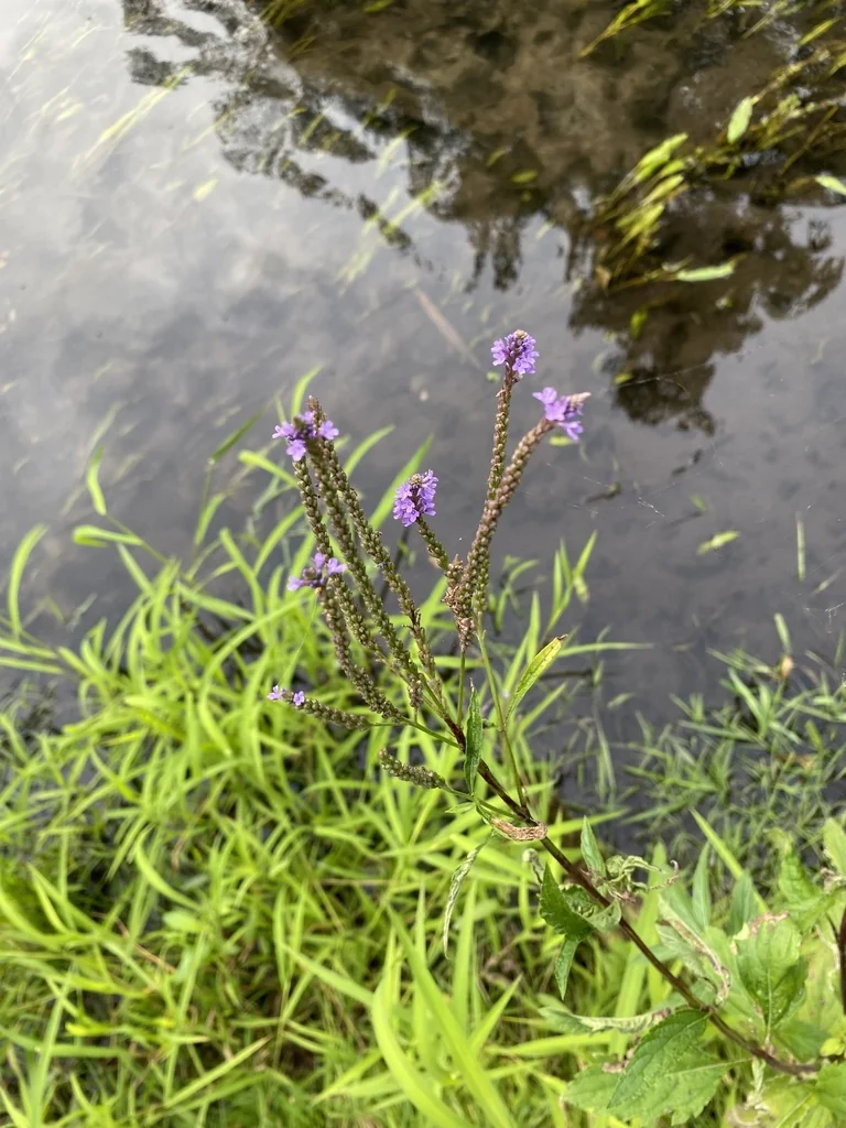 Verbena Hastata