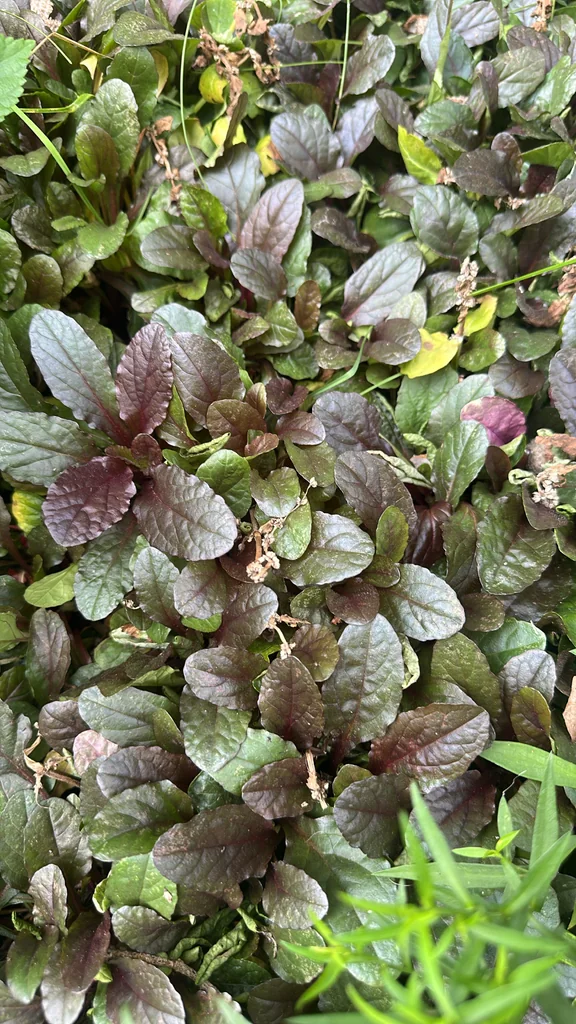 Ajuga Reptans