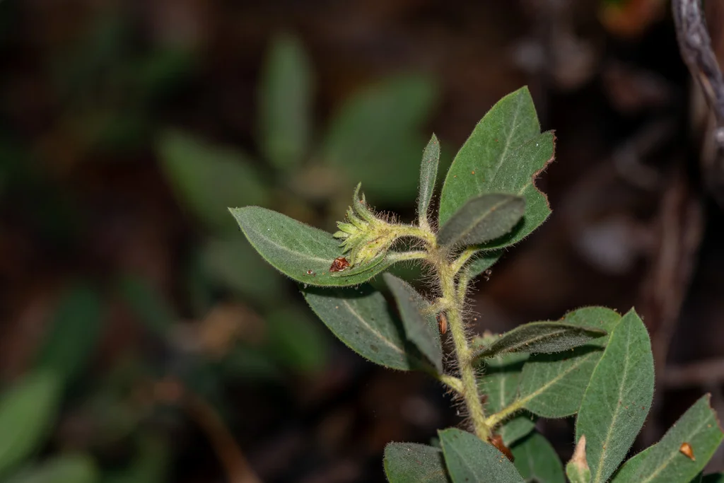 Arctostaphylos Columbiana
