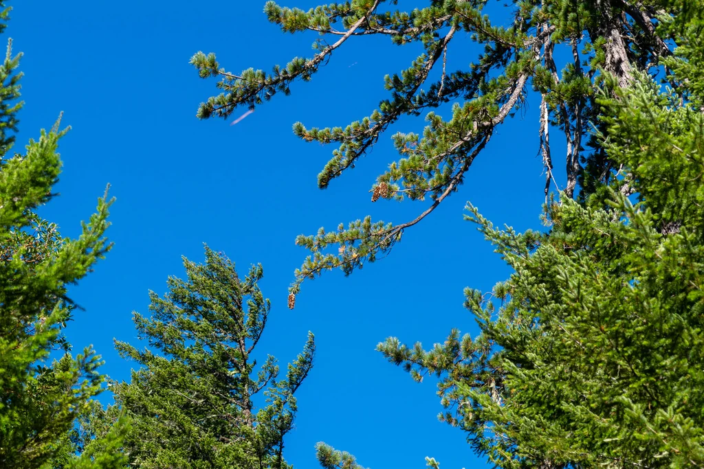 Pinus Lambertiana