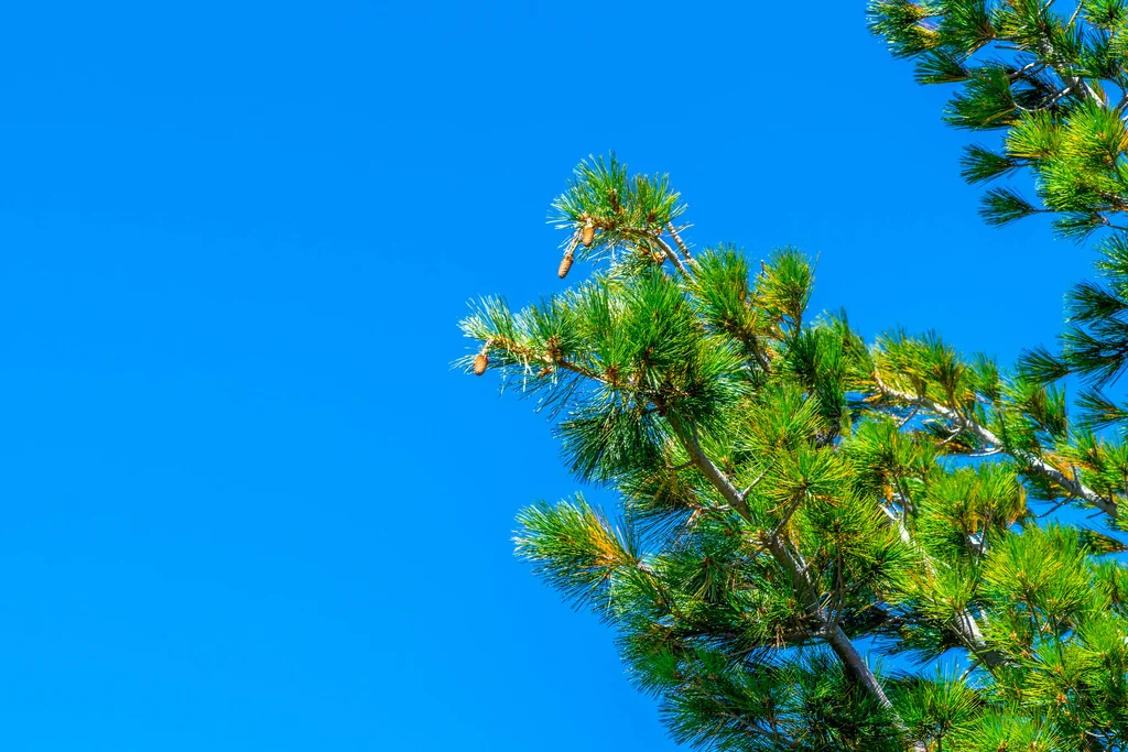 Pinus Lambertiana